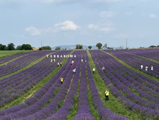 一面のラベンダー畑