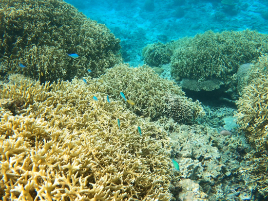 透明度抜群のシュノーケルポイント