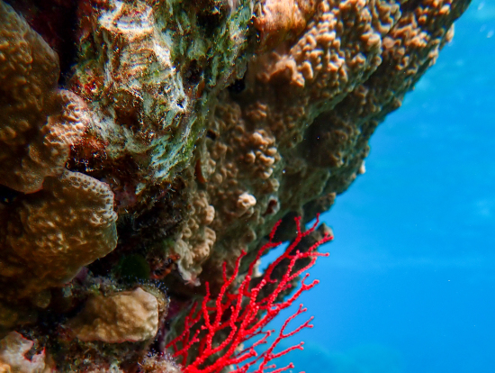 赤珊瑚(インストラクターさん撮影)