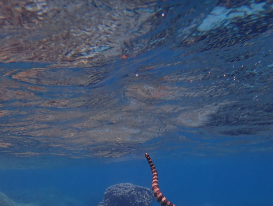 ヤバいアイツ(インストラクターさん撮影)