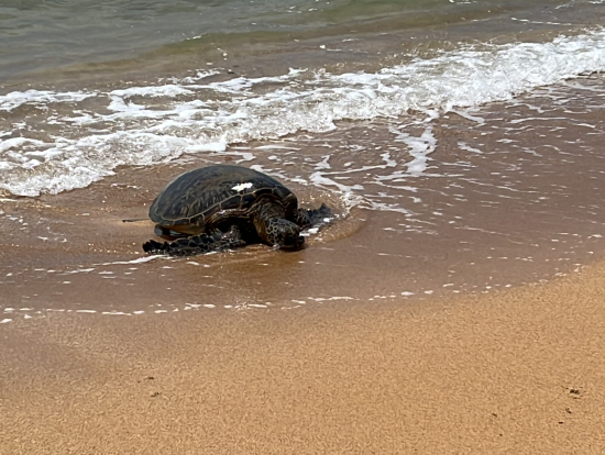 波にゆらゆら揺れて上がってきました!
