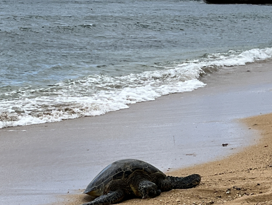 甲羅干ししていて可愛いです