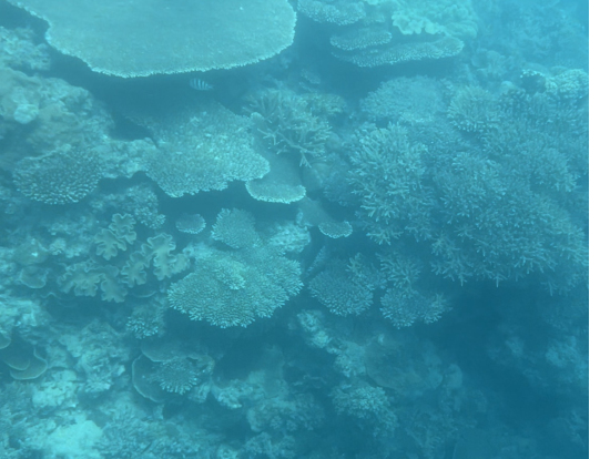 半潜水艦での写真