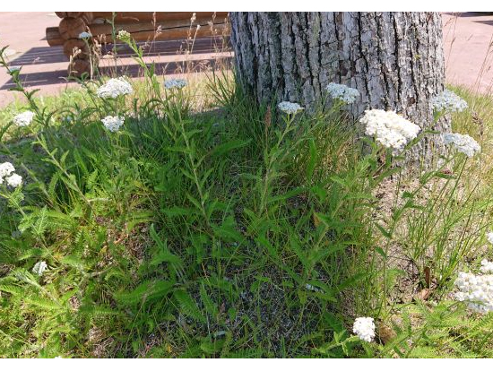 こちらの花もあちこち咲いてました。ガイドさんが名前を教えてくれたけど忘れちゃいました^^;