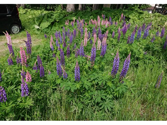 ルピナスがあちこちで自生してました。