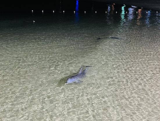 野生のイルカです！