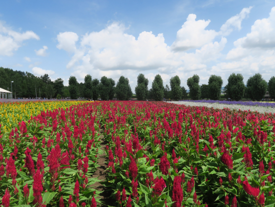 真っ赤なサルビアは元気ハツラツ！