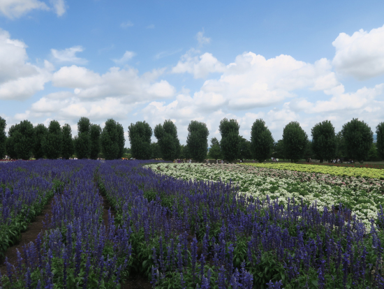 ラベンダー色に魅せられて！