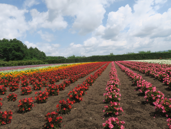 宇宙（そら）への花園！