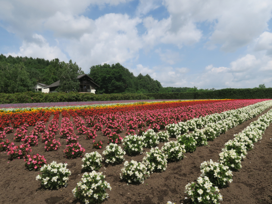 虹色のお花畑！