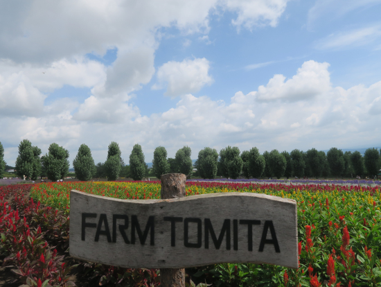 ファーム富田の美しい夏模様！