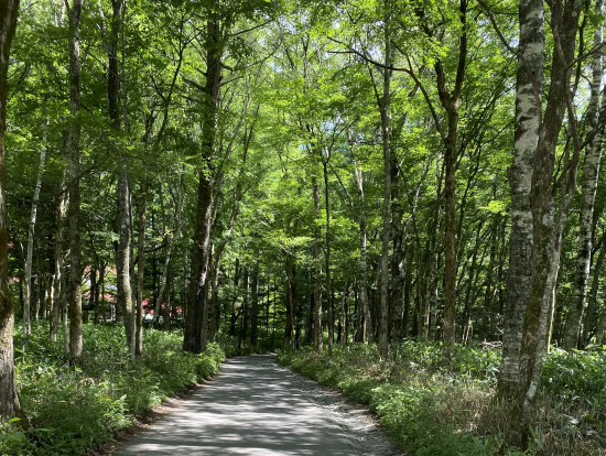 小鳥の囀りが素敵過ぎる。