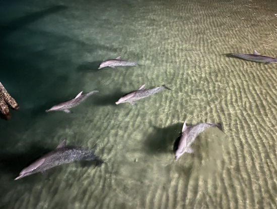 桟橋からのイルカ