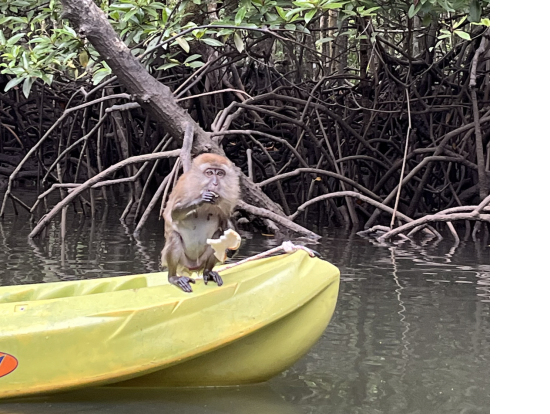 ガイドさんが声をかけると言うことを聞くおサル。パンと水をもらっていました!