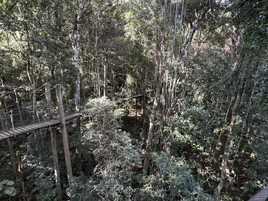 吊り橋