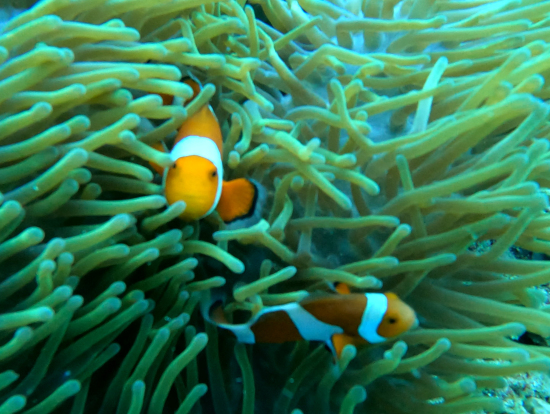 nemo