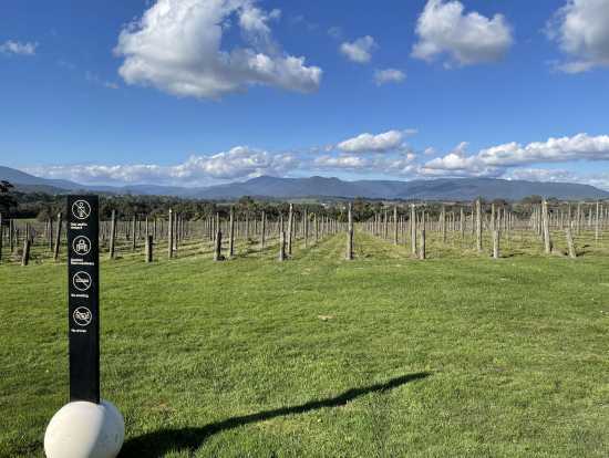 CHANDONワイナリー