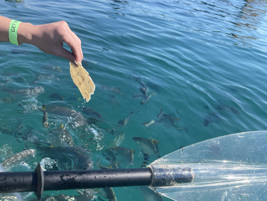 タコス(ガイドがくれました)を近づけると魚がいっぱいよってきます。