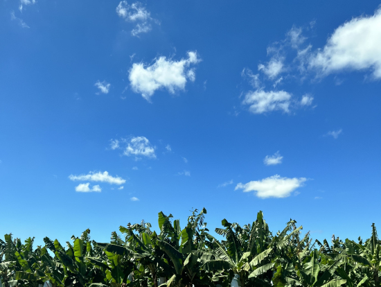 道中車から見えるバナナ畑