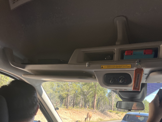 屋根の高い車の中から見えた  鹿!!
