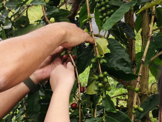赤い実がコーヒー豆です