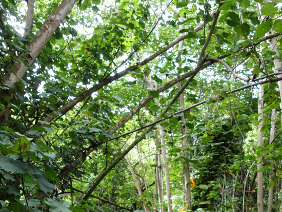 洞窟までの道中。植物園の中を歩いている感じ。