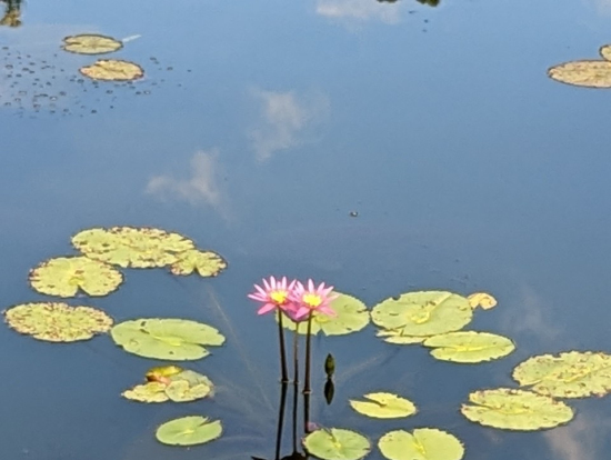 永観堂さんの蓮子です♪