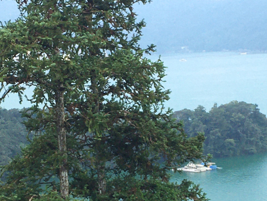 綺麗な花が咲いていました