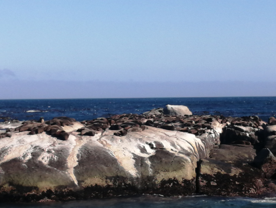 アザラシがたくさん