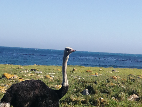 喜望峰へ向かう道にて