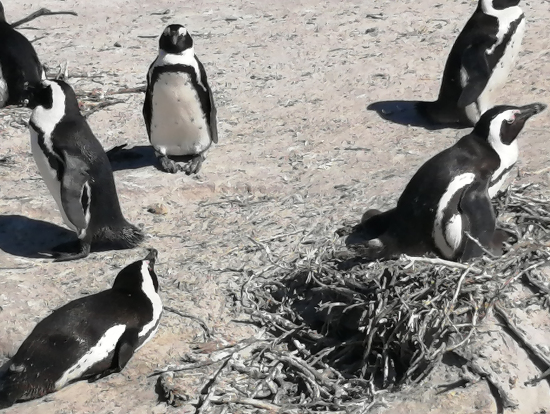 ペンギンが近いんです。