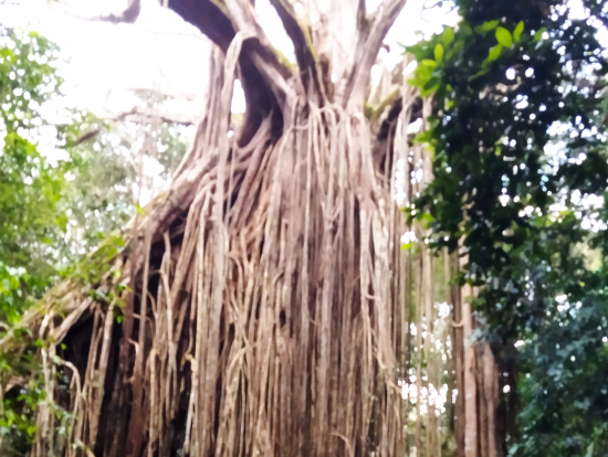 カーテンフィグツリー（Curtain Figtree）