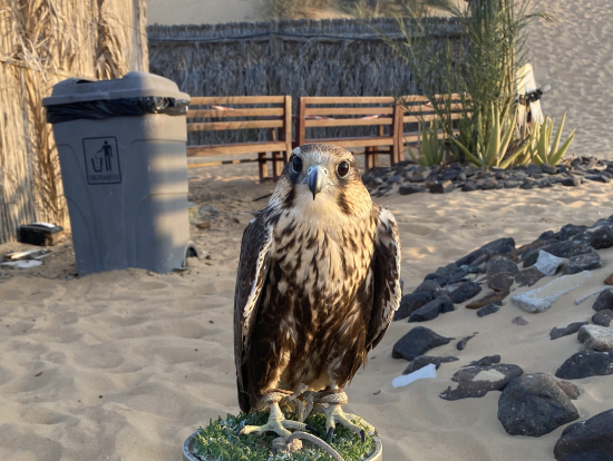 はやぶさ君、手乗りできます