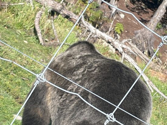 グラウス山に保護されていた熊