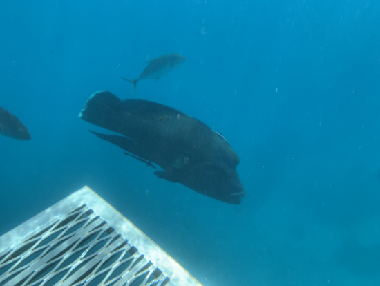 ナポレオンフィッシュくん