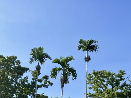 ペナン象徴の木