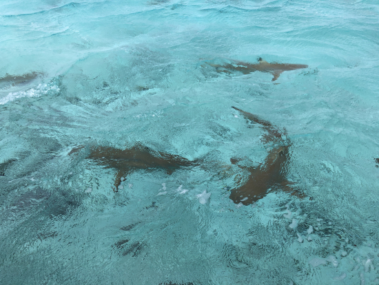 サメもいっぱい!!!