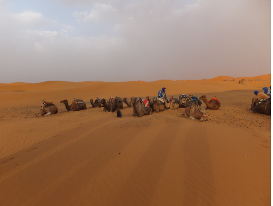 メルズーガのラクダたち