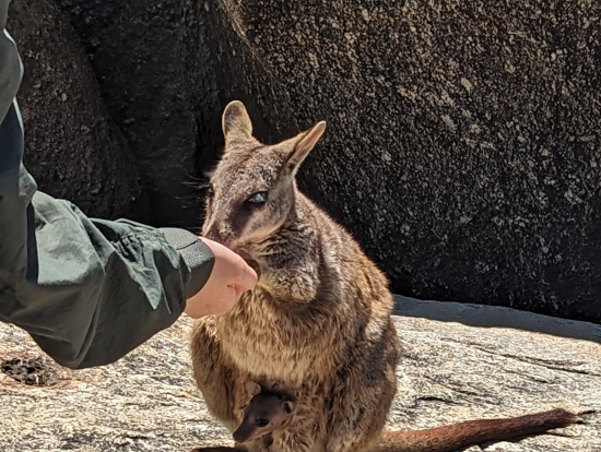 ロックワラビーのお母さんと赤ちゃん