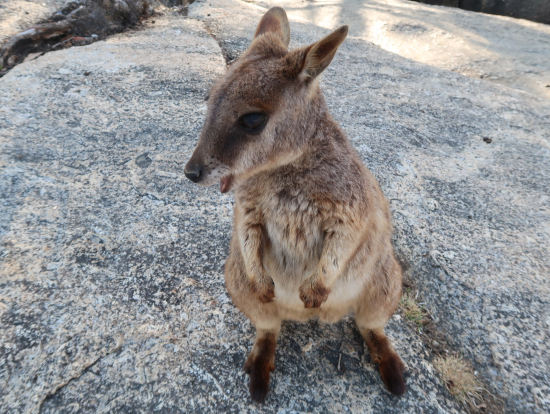 ワラビー餌やり