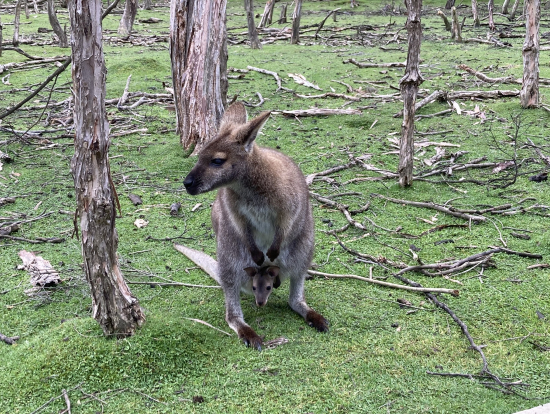 サンクチュアリーのワラビー