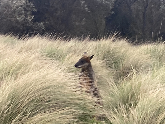 ノービス岬の野生のワラビー