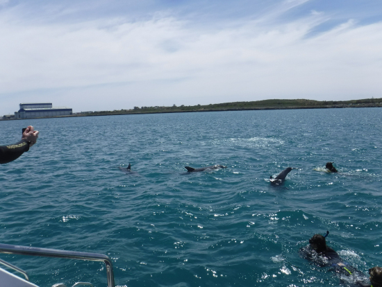 たくさんのイルカ