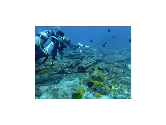 海亀もいました