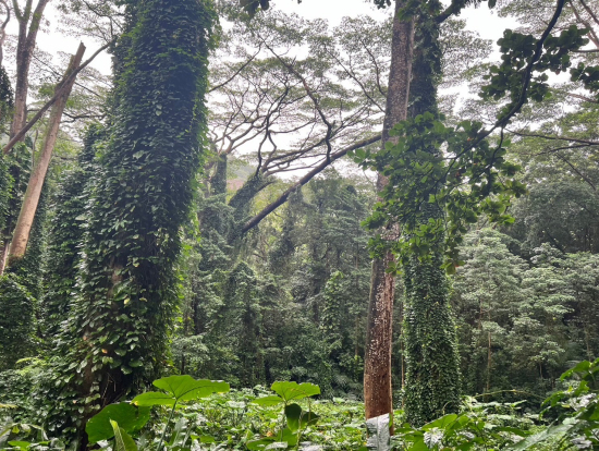 マノアの森林