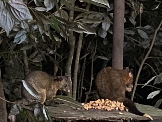 ピーナッツ食べる親子ポッサム