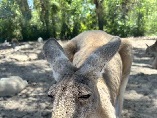 カンガルーの餌やり