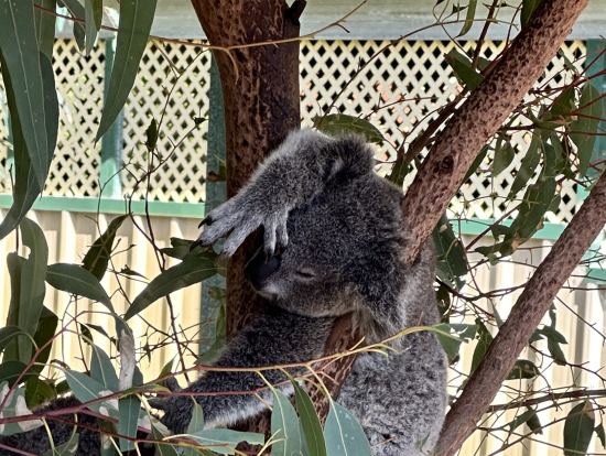 赤ちゃんコアラがお昼寝中