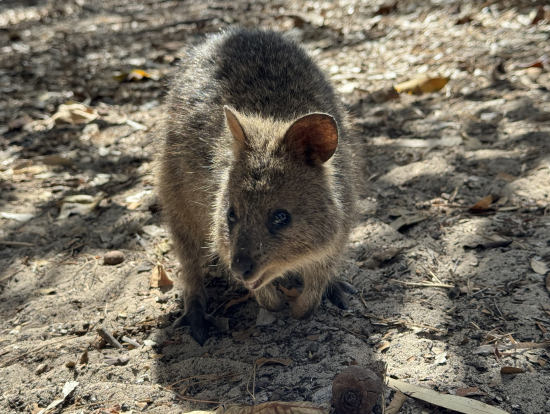 愛くるしいクオッカ。いつも前屈みの体勢です