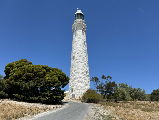 ワジャマップ灯台の周辺にもクオッカがいました